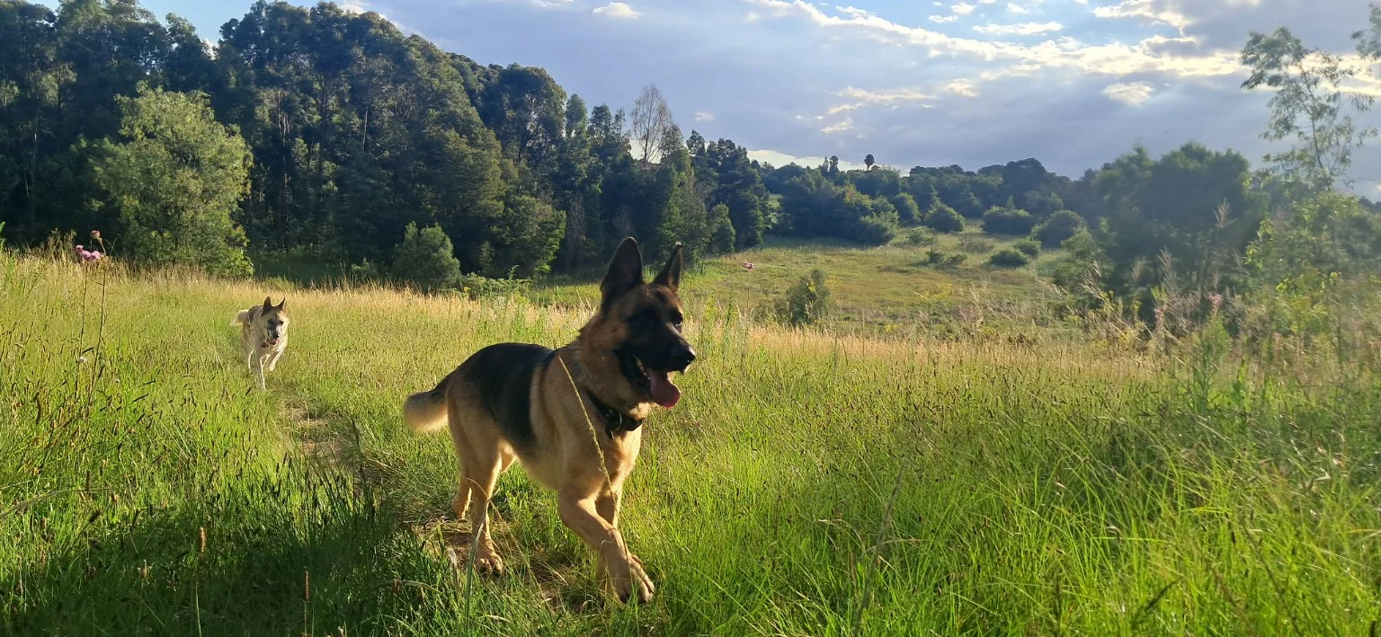 A happy dog being walked through a leafy park on a sunny afternoon